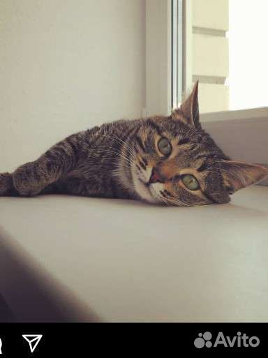 Кот домашний