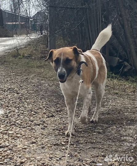 Беспородный Джек с характером джек рассела