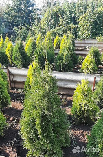 Туя западная Смарагд