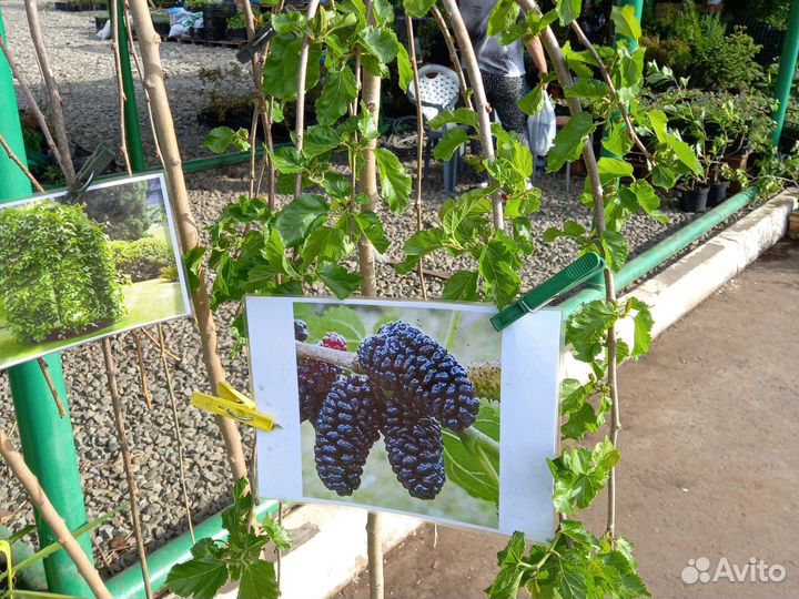 Саженцы шелковицы плакучей