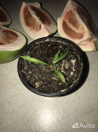 Хлорофитум оранж