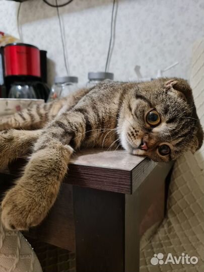 Грустинку Чучу никто не берет домой