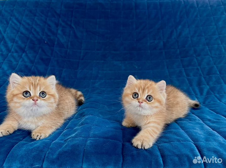 Британские котята