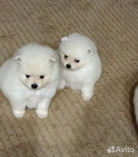 Щенки шпица