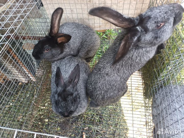 Кролики серебристые (Полтавское серебро)