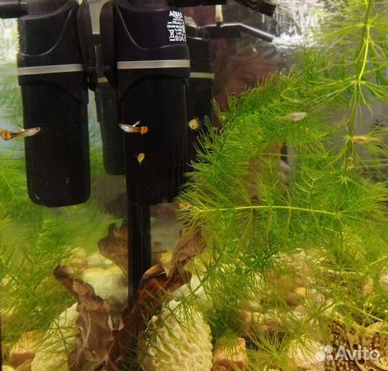 Гуппи креветки растения улитки