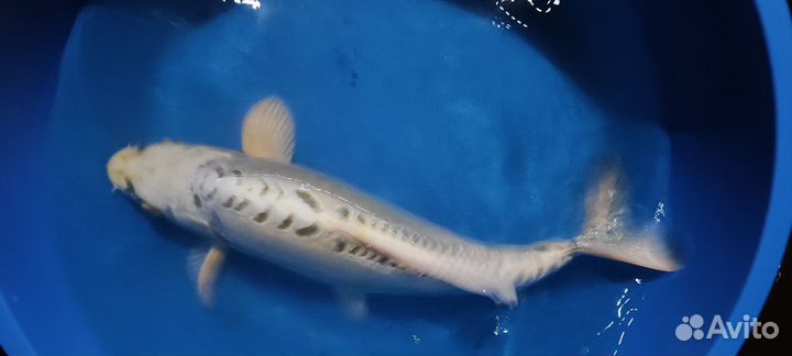 Карп кои крупный