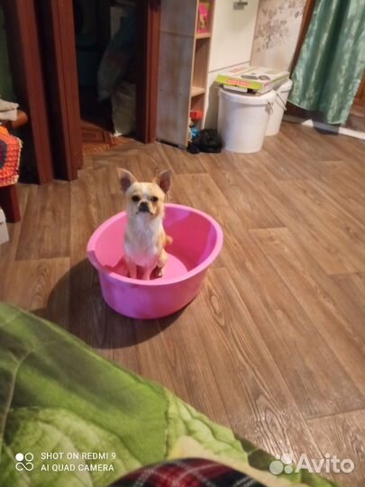 Вязка чихуахуа