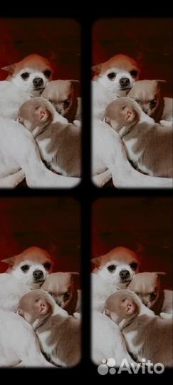 Чихуахуа