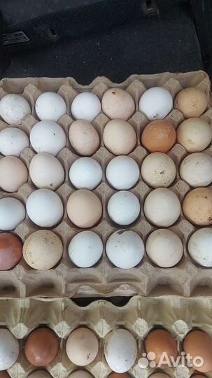Яйцо домашнее куриное