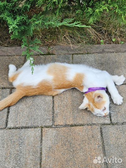 Котенок рыжик ищет дом