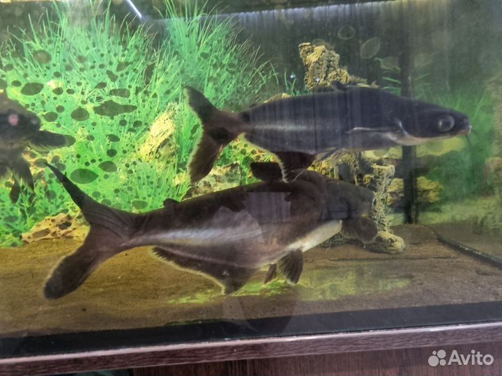 Аквариумные рыбки