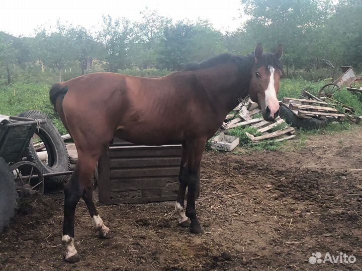 Лошадь рысак