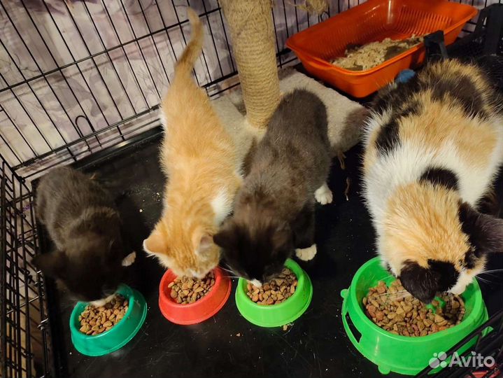 Котики и собачки ищут дом