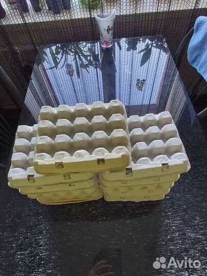 Ячейки для перепелиных яиц