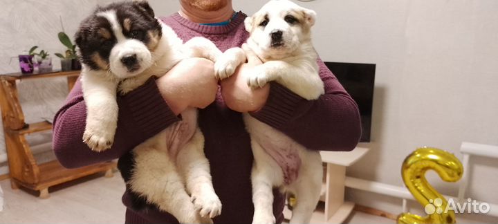 Щенки Алабая сао