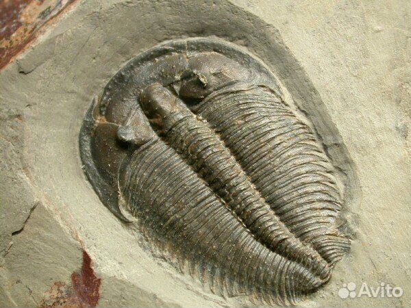 Трилобит из акриловой смолы