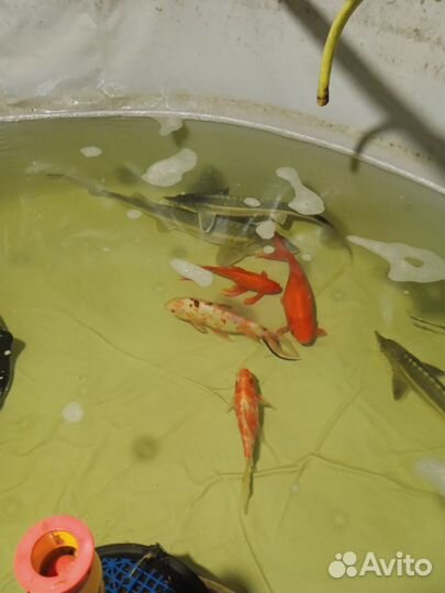 Складная бочка