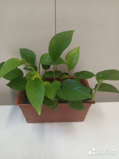 Наборы суккулентов и не только для подарка