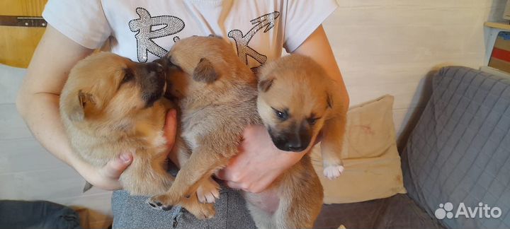 Щенки метисы лайки