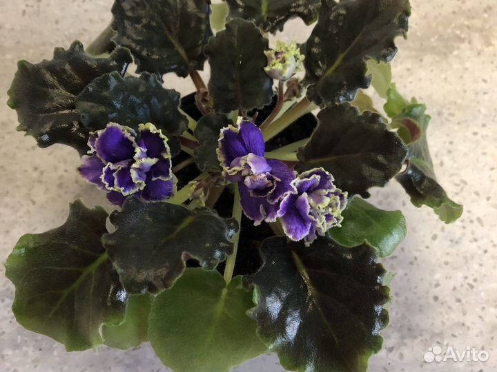 Фиалка-ле-Волшебник изумрудного города