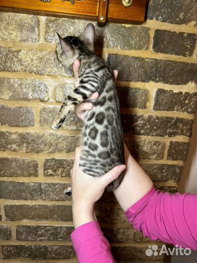 Бенгальская девочка 