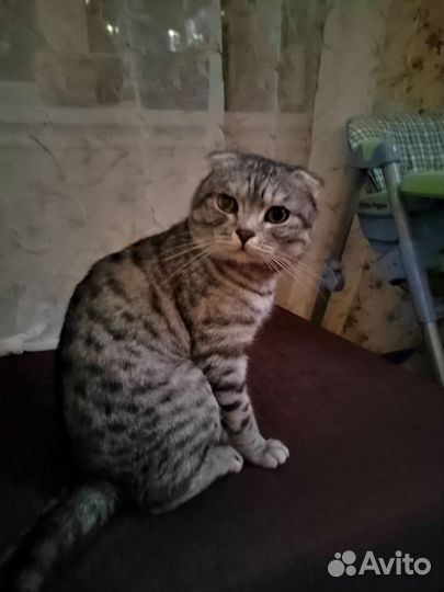 Шотландский вислоухий кот