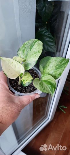 Эпипремнум marble apple