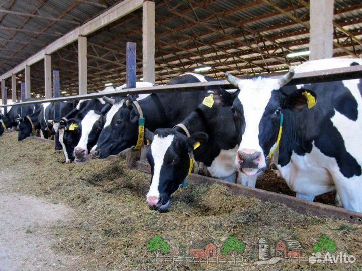 Племенные бычки