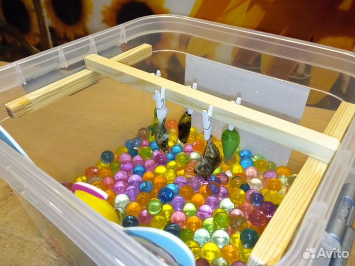 Мини-ферма из трёх куколок тропических бабочек