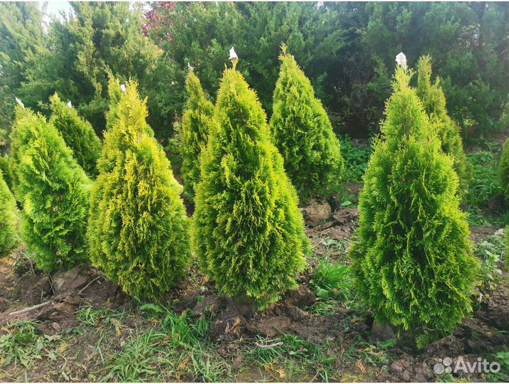 Туя смарагд