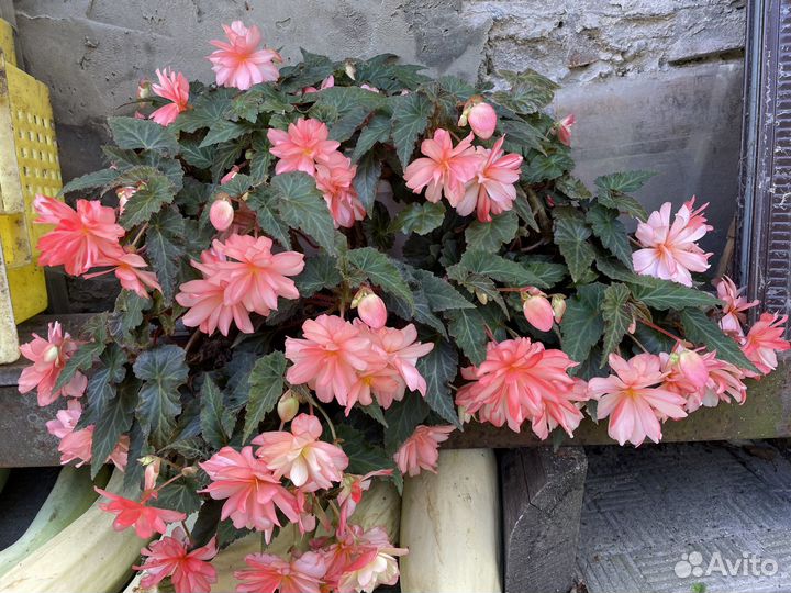 Бегония белекония