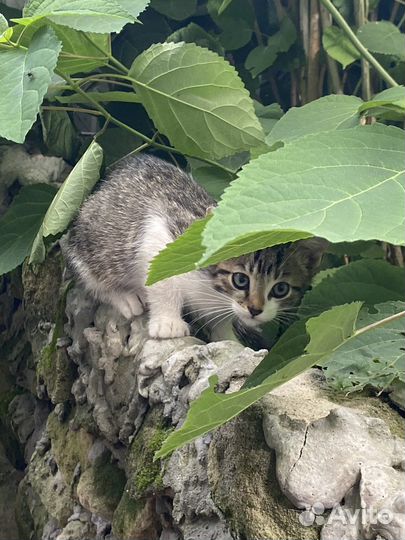 Кошка в дар бесплатно