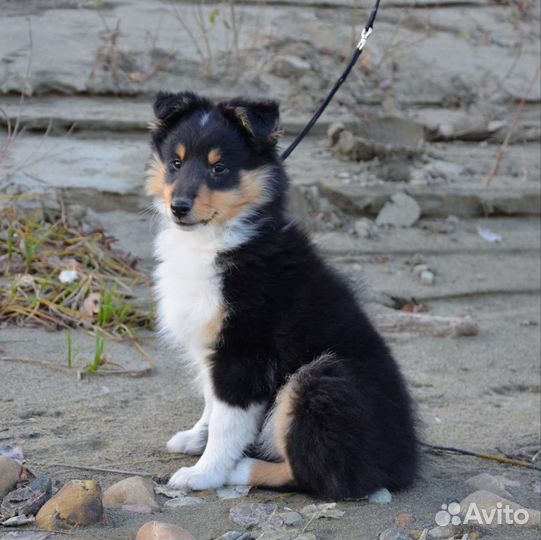 Передержка животных / Догситер