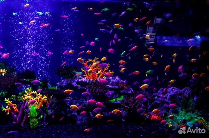 Рыбки Тернеции