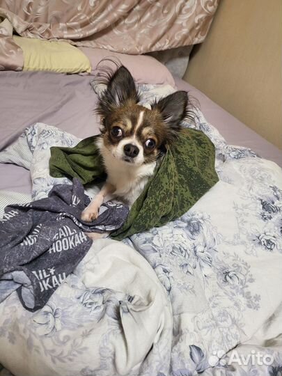 Чихуахуа щенок 1 годик