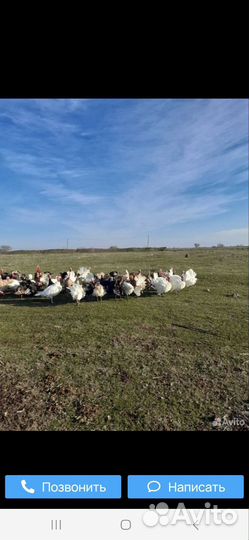 Индюки живым весом