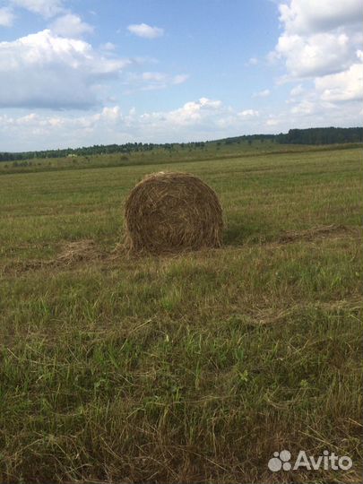 Продам сено