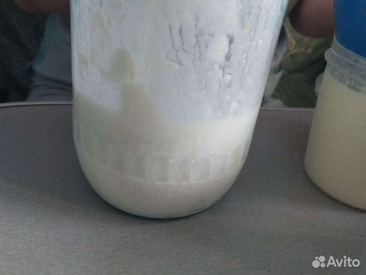 Кефирный тибетский молочный гриб