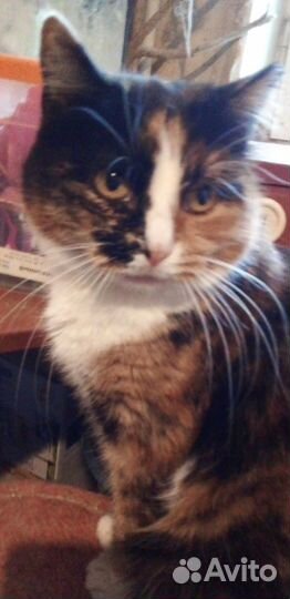 Кошки -пеструшки красотки в добрые руки ищут дом