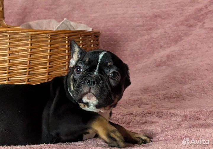 Французский бульдог девочка