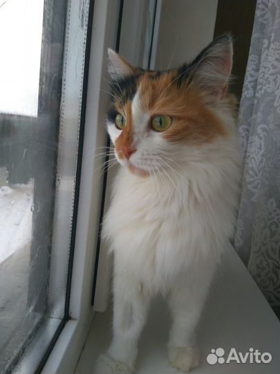 Кошки в добрые руки