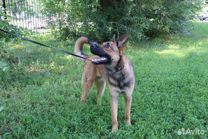 Подарите Лаврику семью