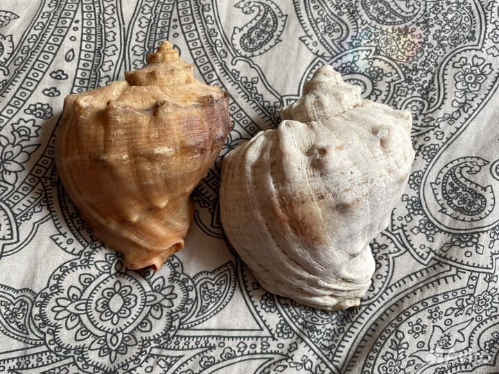 Морские ракушки раковины