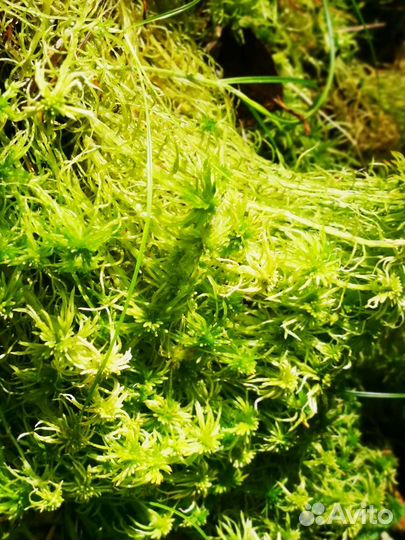 Мох для орхидей