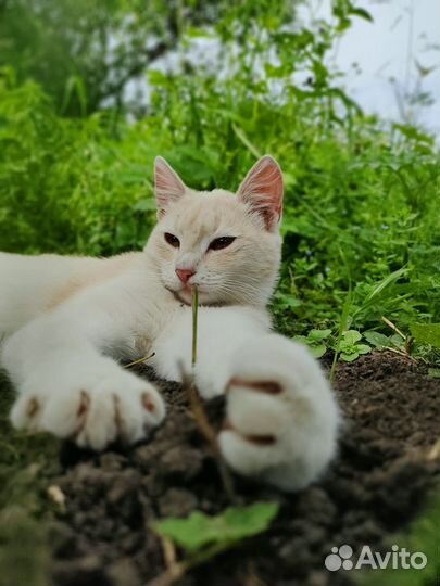 Отдам кошку в добрые руки
