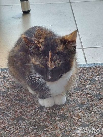 Котята в добрые руки бесплатно