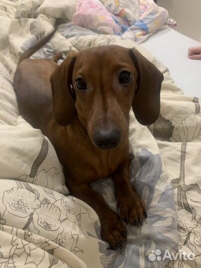 Кроличья такса