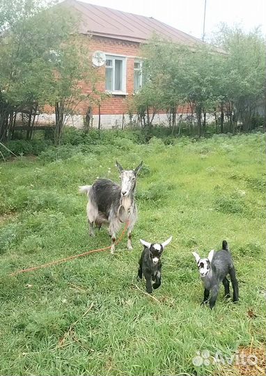 Коза дойная молочная