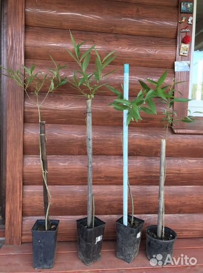 Ива шаровидная